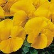 Viola wittrockiana Carneval Yellow